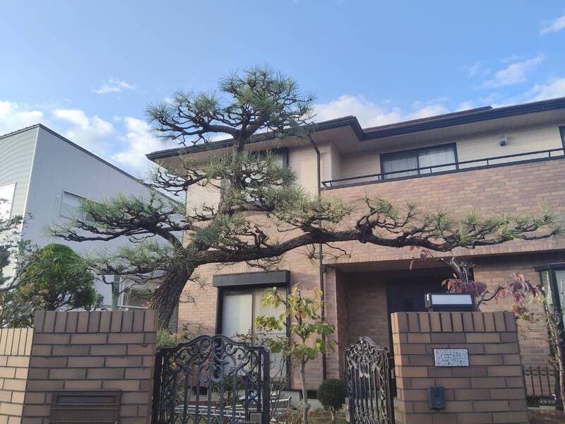 透かし剪定後の赤松。不要な葉が透かされ、松の骨格が際立つ美しい樹形になり、風通しも良くなった仕上がり。