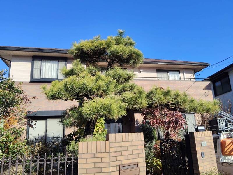 剪定前の赤松。高さ4mを超える門かぶりの松が、枝葉の密集により松特有の風格が損なわれ、重い印象になっている様子。