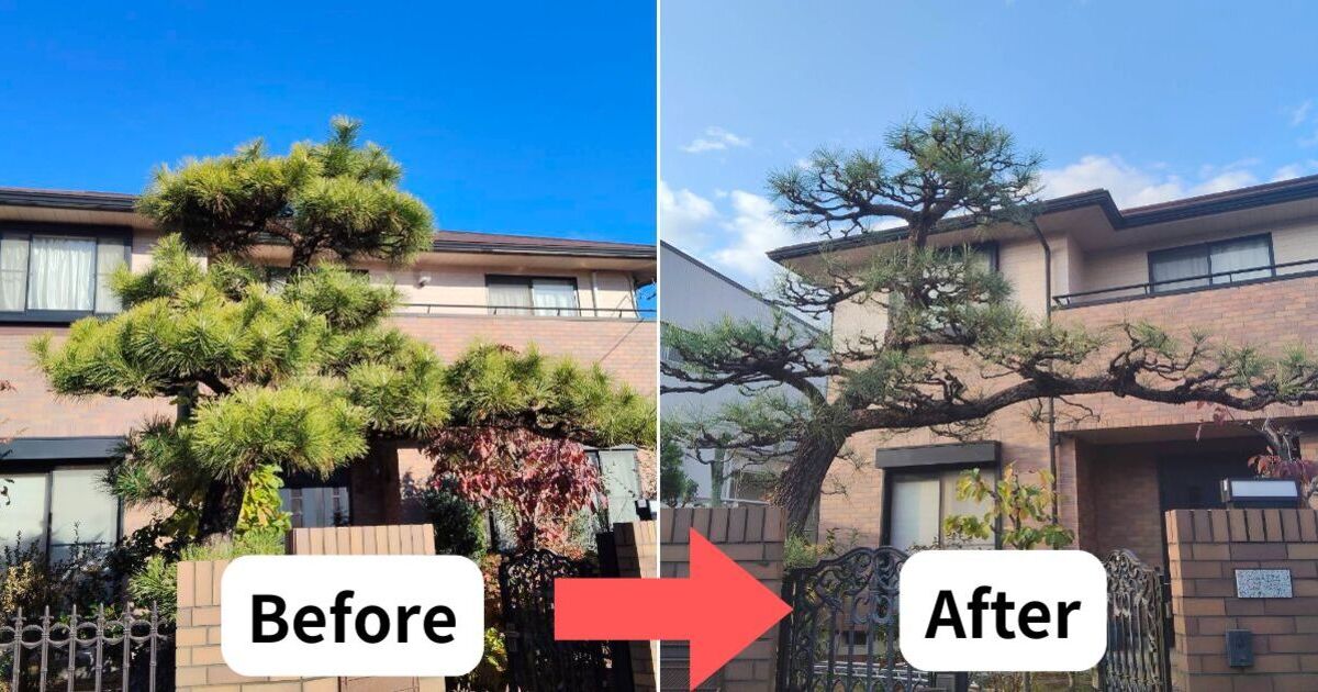 左は剪定前、宇都宮市の住宅で枝葉が密集し重い門かぶりの赤松。右は剪定後、透かし剪定ですっきりと整えられ清々しい印象になった様子。