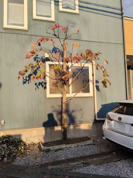 剪定後のハナミズキ。高さを3mまで下げ、混み合った枝を透かして風通しの良い自然な樹形に整えられた様子。