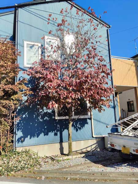 剪定前のハナミズキ。高さ5.5mまで成長し、屋根の軒先近くまで枝が伸びて鬱蒼とした状態。