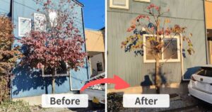 施工前（左）は宇都宮市の住宅で高さ5.5mまで巨大化したハナミズキ。施工後（右）は高さ3mに抑えられ、自然な樹形に改善された様子。