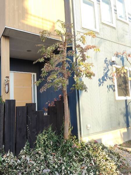 高さを3m弱まで下げ、不要な枝を間引いたことで、本来の自然な樹形を保ちつつ風通しを改善し、涼しげなヒメシャラ。