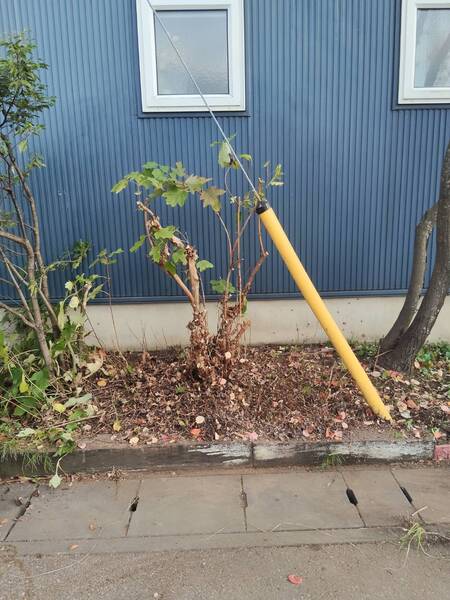 剪定によって枝葉の量が大きく減り、株元や主枝が見えやすくなったアジサイの施工後の様子。