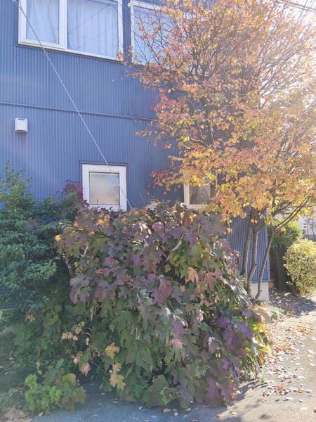宇都宮市の建物前の植栽スペースで1.6mほどに大きく育ち、葉が密集して横にも前にも広がったアジサイの施工前の様子。