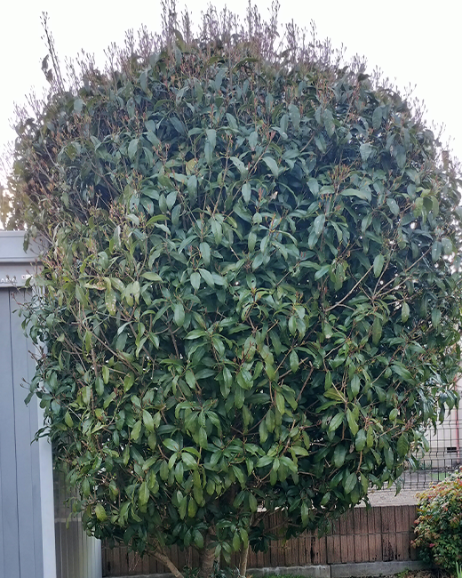 施工事例：キンモクセイの選定