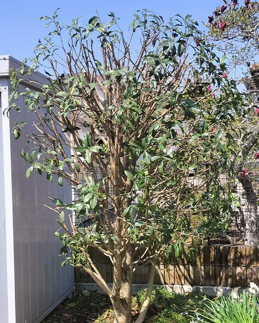 施工事例：キンモクセイの選定