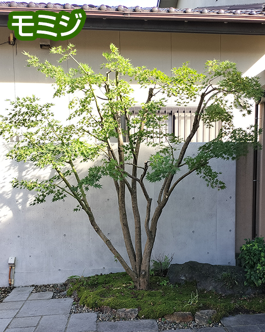 施工事例：モミジ、イチゴノキの剪定