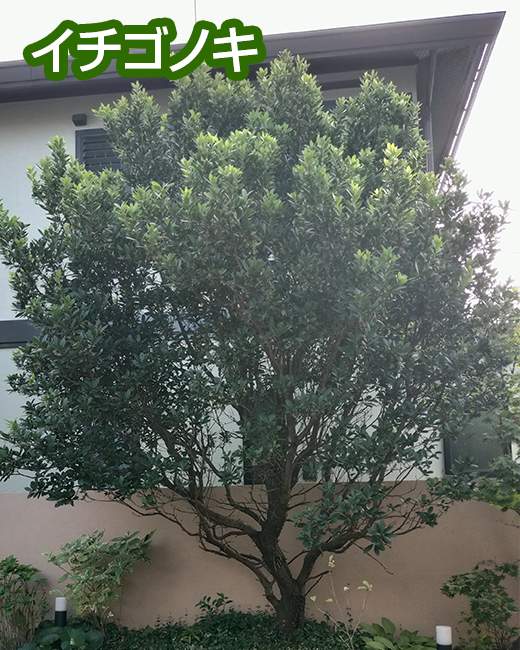 施工事例：モミジ、イチゴノキの剪定