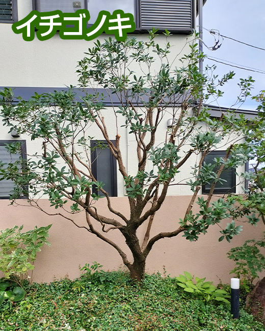 施工事例：モミジ、イチゴノキの剪定