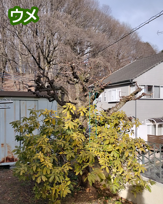 施工事例：ウメ、ツバキ、キンモクセイの剪定