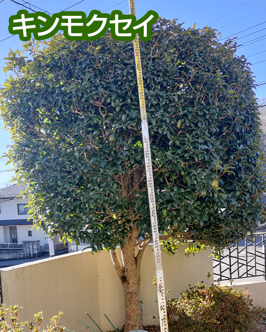 施工事例：ウメ、ツバキ、キンモクセイの剪定