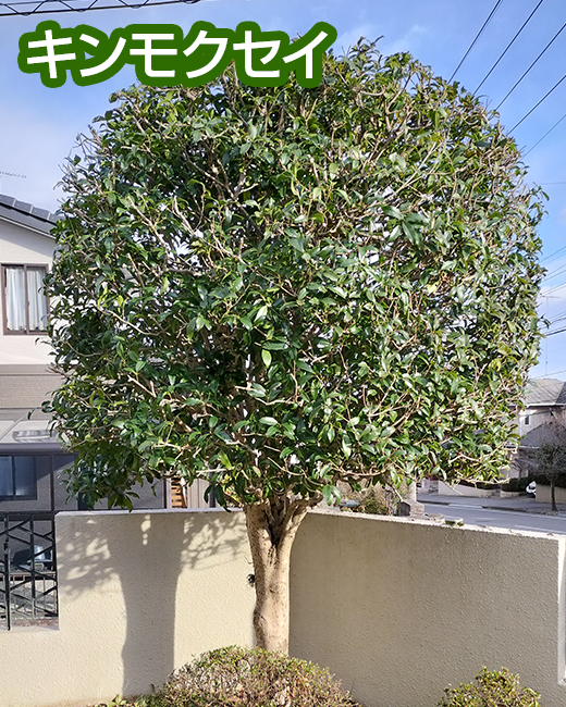 施工事例：ウメ、ツバキ、キンモクセイの剪定