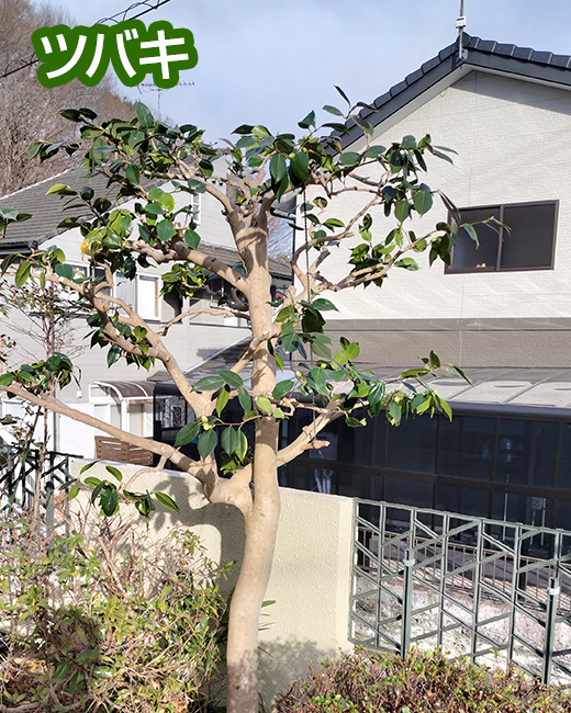 施工事例：ウメ、ツバキ、キンモクセイの剪定