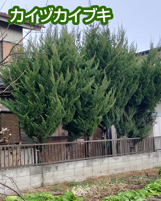 施工事例：カイヅカイブキ、キンモクセイの剪定