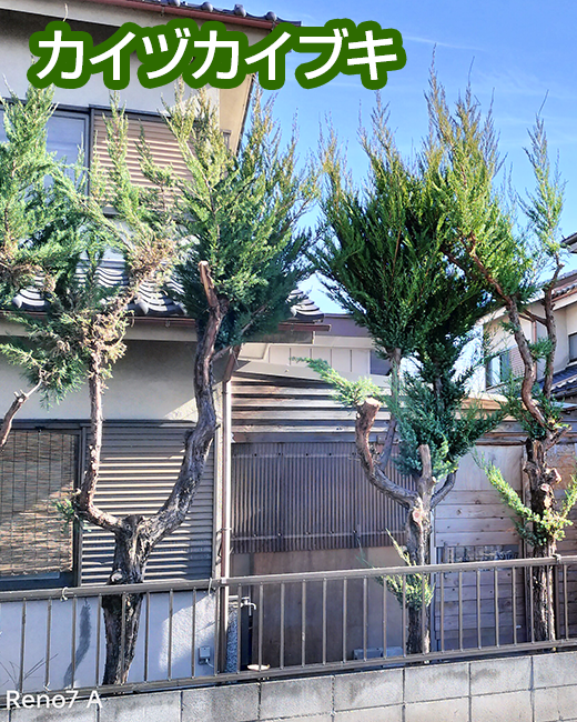 施工事例：カイヅカイブキ、キンモクセイの剪定