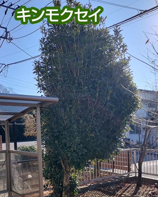 施工事例：カイヅカイブキ、キンモクセイの剪定