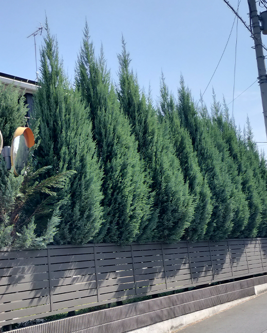 施工事例：コニファーの剪定