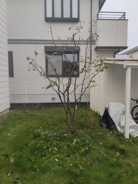 剪定後のジューンベリー。伸びすぎた枝が整理され、枝の流れが下から空に向かって広がる、自然な半円のシルエットに整えられた中庭。