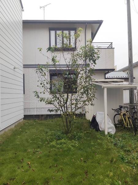 剪定前のジューンベリー。宇都宮市の中庭で高さ2.5mまで伸び、上部の枝が不揃いで樹冠が乱れており、風通しが悪く毛虫発生の要因となっていた。