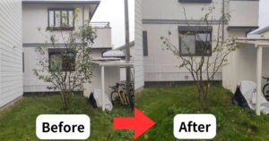 左は剪定前のジューンベリーで枝が不揃いな状態。右は剪定後、枝の流れが美しく半円のシルエットに整えられ、風通しが良くなった宇都宮市の中庭。