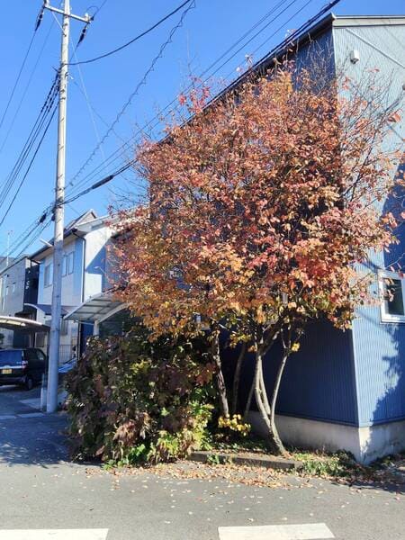 剪定前のジューンベリー。高さ5.5mに達し、枝葉が密集してお住まいの外壁に接触している圧迫感のある状態。