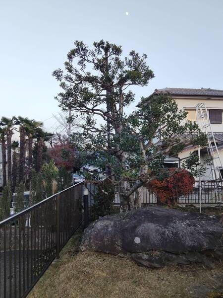 透かし剪定後のクロガネモチ。混み合った枝葉が整理され、幹や枝ぶりが見えるすっきりした仕上がり。