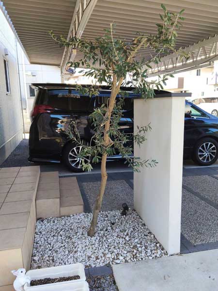 強剪定を行い、高さを抑えてコンパクトに整えられたオリーブ。