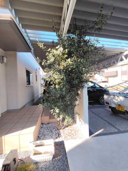 宇都宮市の玄関前で、枝が四方に伸びて大きくなりすぎたオリーブの様子。