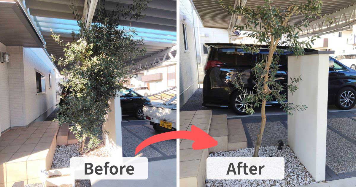 宇都宮市でのオリーブ剪定事例。左は剪定前で枝葉が茂りすぎた状態、右は剪定後ですっきりと美しい樹形に改善。