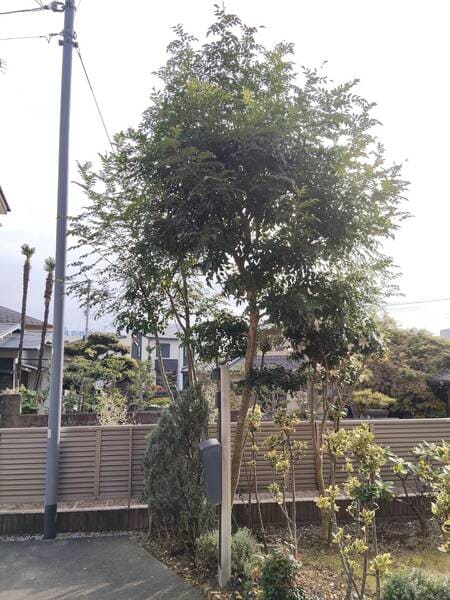 隣地との境界フェンス近くで、高さ4mほどに伸び、上部を中心に枝葉が密集したシマトネリコの施工前。