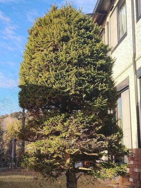 宇都宮市のガレージそばに植えられた施工前のトウヒ。上部から左右にかけての外周に小枝がところどころ飛び出し、輪郭に凹凸が見られる様子。